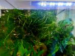 Guppies guppen te koop, vrouwtjes en babies, Dieren en Toebehoren, Vis, Zoetwatervis