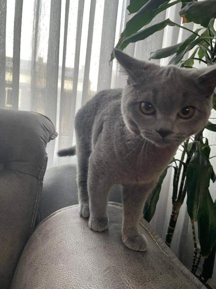 Britse korthaar, Dieren en Toebehoren, Katten en Kittens | Raskatten | Korthaar, Kater, 0 tot 2 jaar, Ingeënt