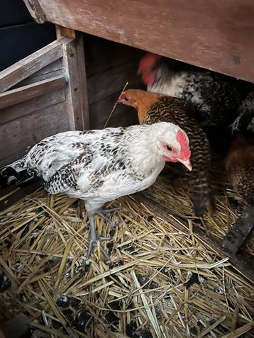 Haan Groninger Meeuw beschikbaar voor biedingen