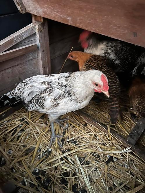 Haan Groninger Meeuw, Dieren en Toebehoren, Pluimvee, Kip, Mannelijk