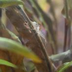 Neocaridina Glasgarnalen | Wildkleur, Dieren en Toebehoren, Kreeft, Krab of Garnaal, Zoetwatervis, Schoolvis