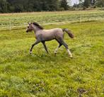 Welsh A merrie veulen, Dieren en Toebehoren, Pony's, Merrie, A pony (tot 1.17m), 0 tot 2 jaar