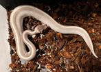 0.1 Mystic Potion ballpython, Slang, 0 tot 2 jaar