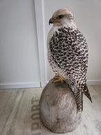 Opgezette giervalk, Ophalen of Verzenden, Nieuw, Vogel, Opgezet dier