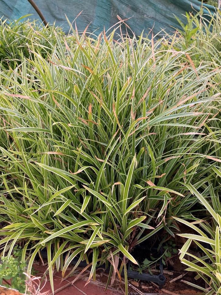 Bodembedekkers, Tuin en Terras, Planten | Tuinplanten, Overige soorten, Volle zon, Ophalen