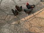 BARNEVELDER dubbelgezoomd, Dieren en Toebehoren, Pluimvee, Meerdere dieren, Kip