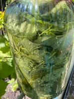 Druiven bladeren  in zout water  €35, Ophalen of Verzenden