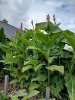 Canna Altensteinii zaden, Tuin en Terras, Bloembollen en Zaden, Ophalen, Volle zon