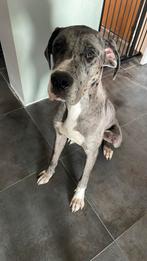 Deense dog, 15 weken tot 1 jaar, Reu, Groot, Eén hond