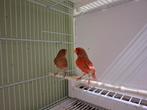 Koppel rood pheao kanaries, Dieren en Toebehoren, Meerdere dieren, Kleurkanarie