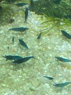 Bliee garnalen, Dieren en Toebehoren, Vissen | Aquariumvissen, Kreeft, Krab of Garnaal