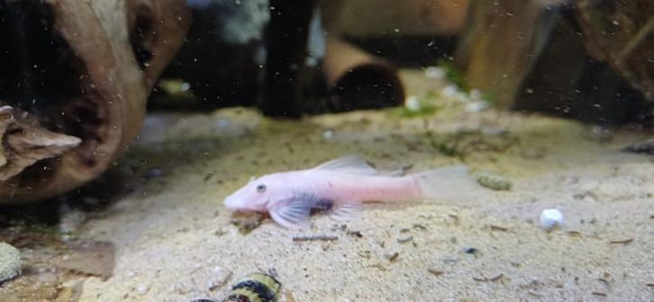 Unieke snow white borstelneus algeneter man, Dieren en Toebehoren, Vissen | Aquariumvissen, Zoetwatervis, Vis