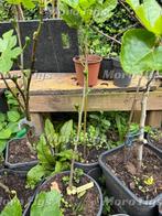 Vijgenboom Berdino 3 jaar oud 1 meter hoog, Tuin en Terras, Planten | Fruitbomen, Ophalen, Lente, Volle zon, In pot