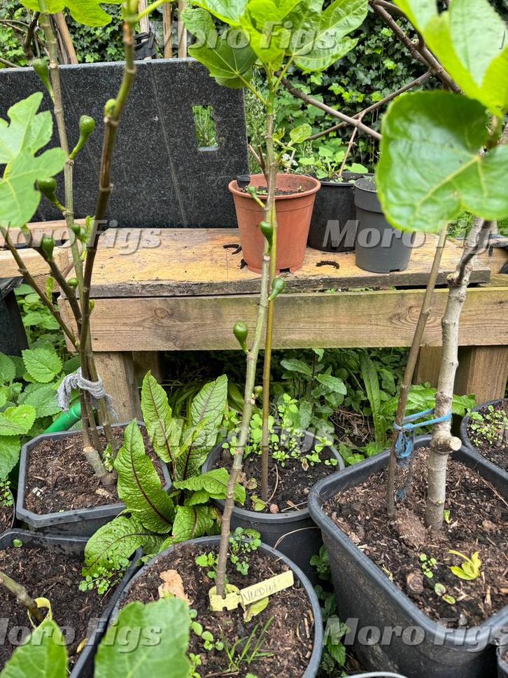 Vijgenboom Verdino 3 jaar oud 1 meter hoog, Tuin en Terras, Planten | Fruitbomen, Vijgenboom, 100 tot 250 cm, Volle zon, Lente