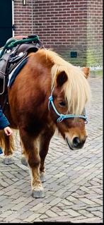 Lieve Shetlander merrie, Dieren en Toebehoren, Pony's, Merrie, Zadelmak, A pony (tot 1.17m), Gechipt