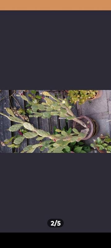 Cactus 150 cm hoog beschikbaar voor biedingen