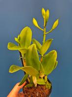 Orchidee Cattleya Caleidoscoop p12 (3), Huis en Inrichting, Kamerplanten, Ophalen of Verzenden, Halfschaduw, Minder dan 100 cm