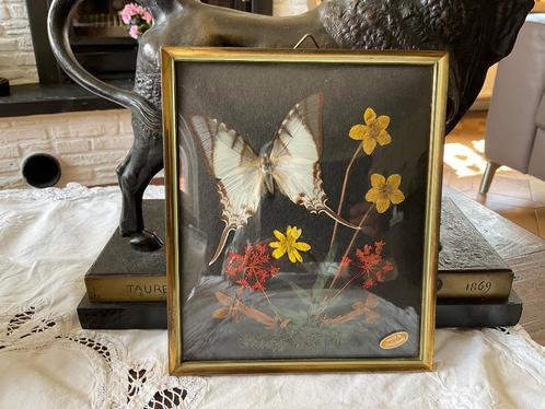Oude lijst bol glas met kunstwerk vlinder en droogbloemen, Antiek en Kunst, Antiek | Overige Antiek, Ophalen of Verzenden