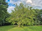 walnoot boom, Tuin en Terras, Planten | Bomen, Ophalen of Verzenden, Volle zon, Overige soorten
