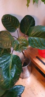 mooie polyscias op stam, graag een warme plek, Huis en Inrichting, Kamerplanten, Ophalen, Halfschaduw, Minder dan 100 cm