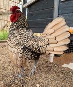 broedeieren sebright citroen zwart gezoomd, Geslacht onbekend, Kip