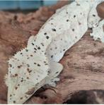 Correlophus ciliatus - Wimpergekko, Dieren en Toebehoren, Reptielen en Amfibieën, Hagedis