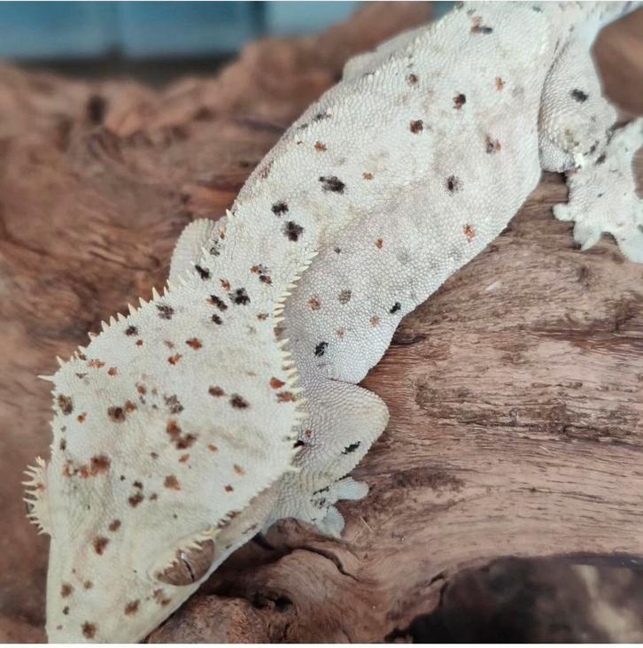 Correlophus ciliatus - Wimpergekko