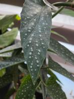 Stekjes Begonia Tamaya, Overige soorten, Minder dan 100 cm, Bloeiende kamerplant, Halfschaduw