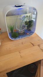 Biorb inclusief vissen en slak, Dieren en Toebehoren, Vissen | Aquaria en Toebehoren, Ophalen of Verzenden, Gebruikt, Gevuld zoetwateraquarium