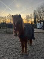 Vriendelijke 7-jarige IJslander ruin, Dieren en Toebehoren, Paarden, Gechipt, Minder dan 160 cm, B, Ruin