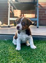 Jack russell Choco tan bont teefje, Dieren en Toebehoren, Honden | Jack Russells en Terriërs, Jack Russell Terriër, 8 tot 15 weken