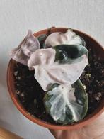 Alocasia Balloon Heart Pink, Huis en Inrichting, Kamerplanten, Ophalen of Verzenden, Halfschaduw, Minder dan 100 cm