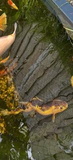 Koi, Karper of Koi