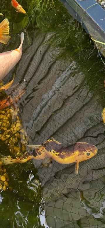 Koi beschikbaar voor biedingen