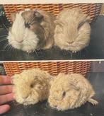 Jonge Cavia’s langharig sheltie tessel california, Dieren en Toebehoren, Kooi, 110 cm of meer, Cavia, Ophalen