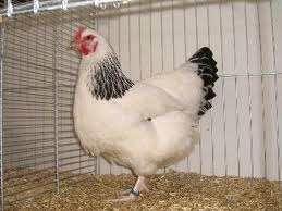 Sussex kippen., Dieren en Toebehoren, Pluimvee, Kip, Vrouwelijk