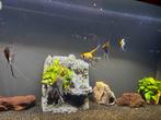 Vissen, Dieren en Toebehoren, Vissen | Aquariumvissen, Vis