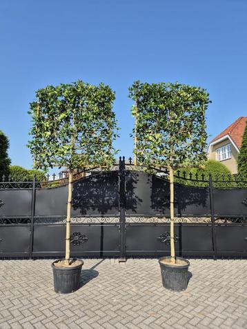 Ilex nellie stevens leiboom leischerm beschikbaar voor biedingen