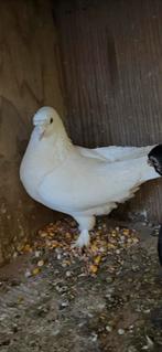 Duiven, Dieren en Toebehoren, Vogels | Duiven, Mannelijk