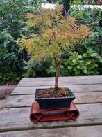 Bonsai showtafeltjes, Ophalen of Verzenden, Overige soorten, Minder dan 100 cm