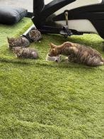 Grijsen kittens witten kittens, Dieren en Toebehoren