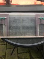 broedschalen duiven, Meerdere dieren, Postduif