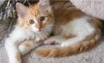Noorse Boskat dames zoeken een fijn huisje, Poes, Ontwormd, 0 tot 2 jaar
