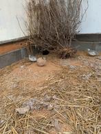 Franse kwartels, Dieren en Toebehoren, Meerdere dieren