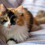 GEZOCHT: Lapjes/Calico Kitten Middel/Langharig, Meerdere dieren, Langharig, 0 tot 2 jaar