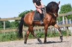 Knappe , 5 jarige, bruine ruin, Dieren en Toebehoren, E pony (1.48m - 1.57m), B, Ruin, 3 tot 6 jaar