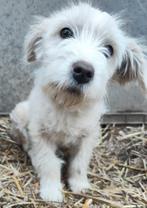 Lieve Toto reutje 5 maanden, Particulier, 15 weken tot 1 jaar, Reu, Buitenland