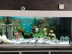 Aquarium, Dieren en Toebehoren, Ophalen, Zo goed als nieuw, Leeg aquarium