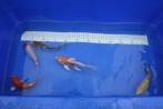 MOOIE KOI  5 halen = 4 betalen € 35,00 ps, Dieren en Toebehoren, Karper of Koi