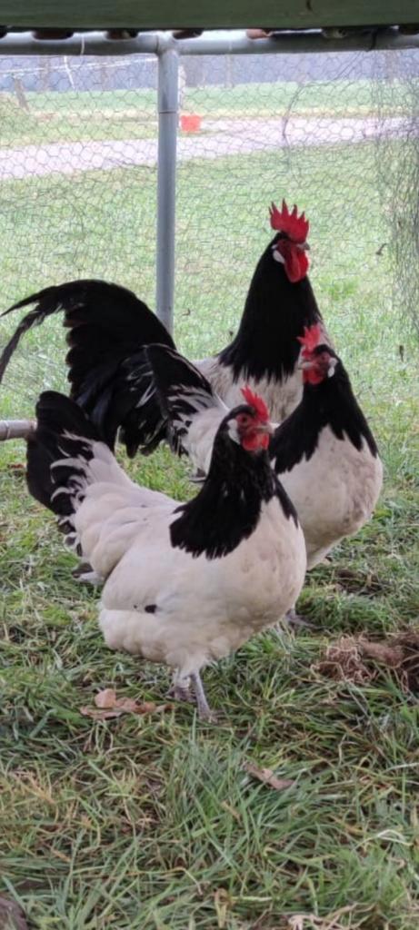 Broedeieren lakenvelder, Dieren en Toebehoren, Pluimvee, Kip, Geslacht onbekend